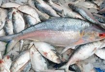 ১৪ অক্টোবর থেকে ২২দিন ইলিশ ধরায় নিষেধাজ্ঞা